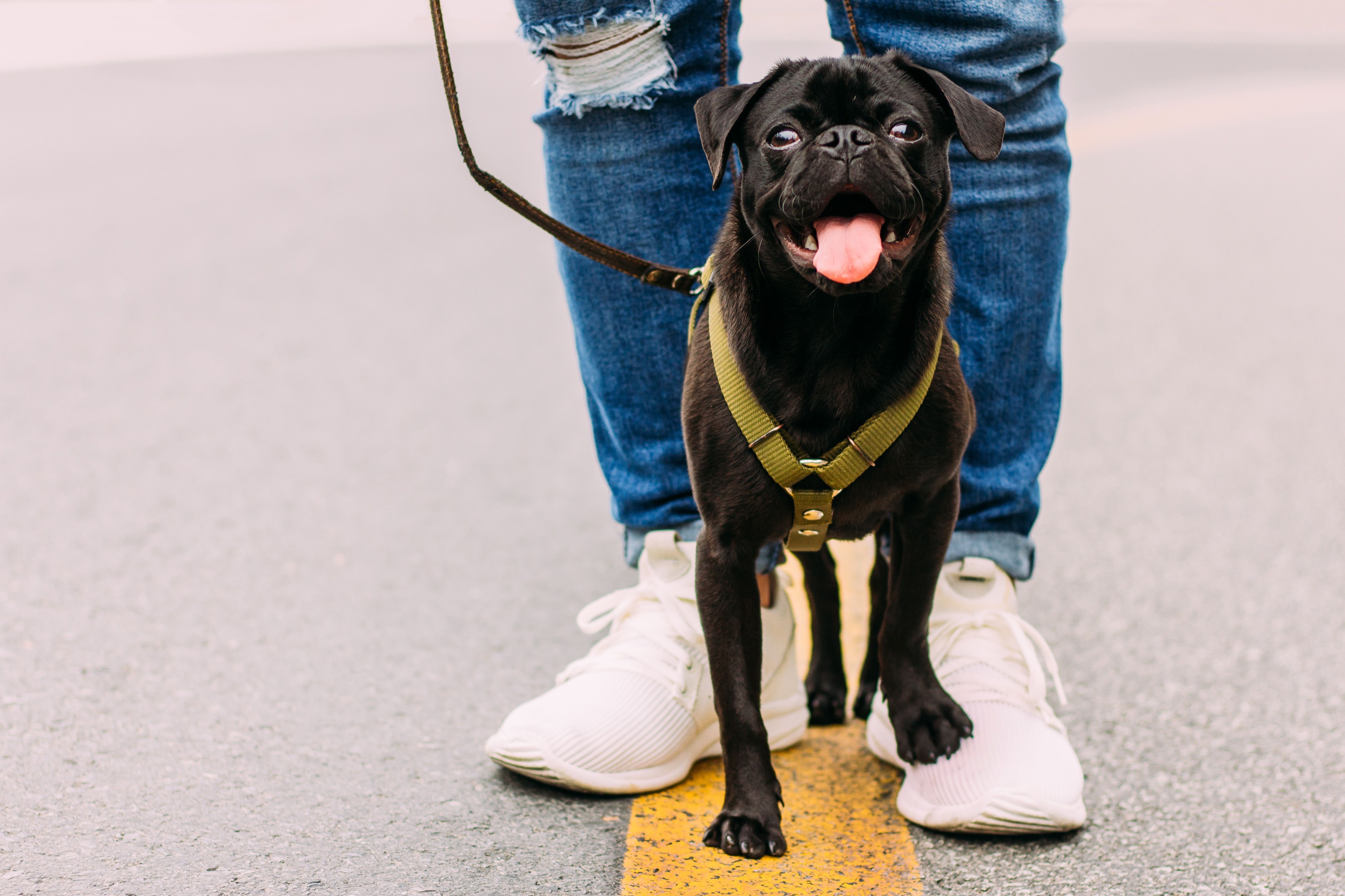 Bonded Dog Walking